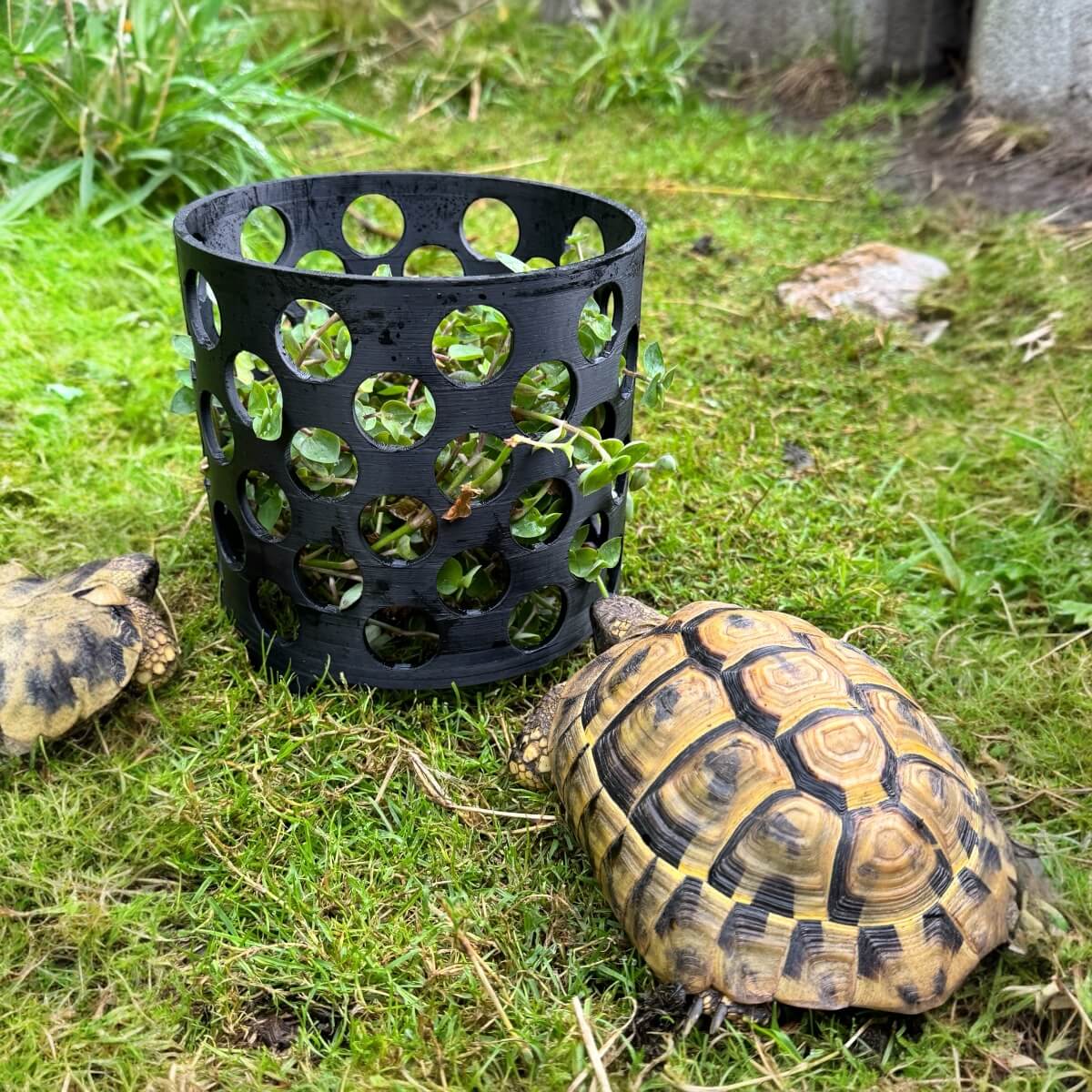 aufbewahrung schildkröte Pflanzenschutzkorb für Schildkröten-Futterpflanzen – Schildkröten.de